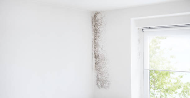 Best Mold Remediation for Healthcare Facilities  in Robstown, TX